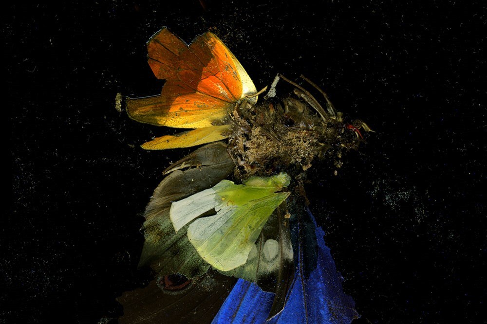 Insecticide, 2009, by Mat Collishaw