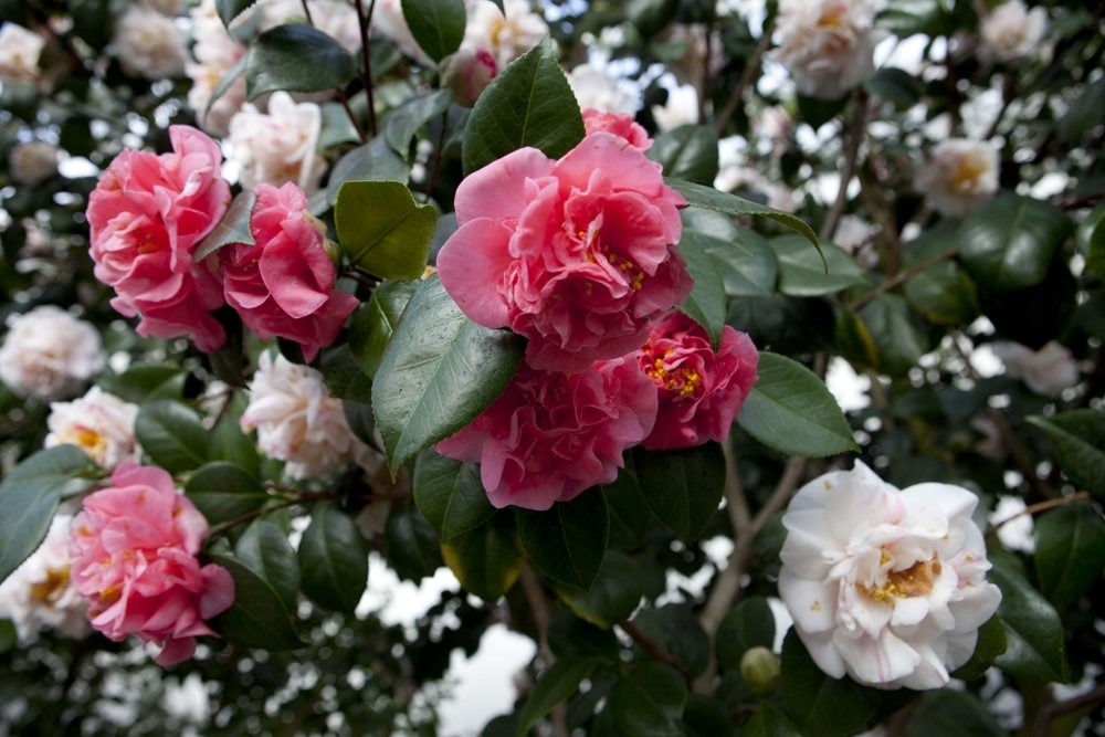 Celebration of the Camellia at Chanel & Chiswick House