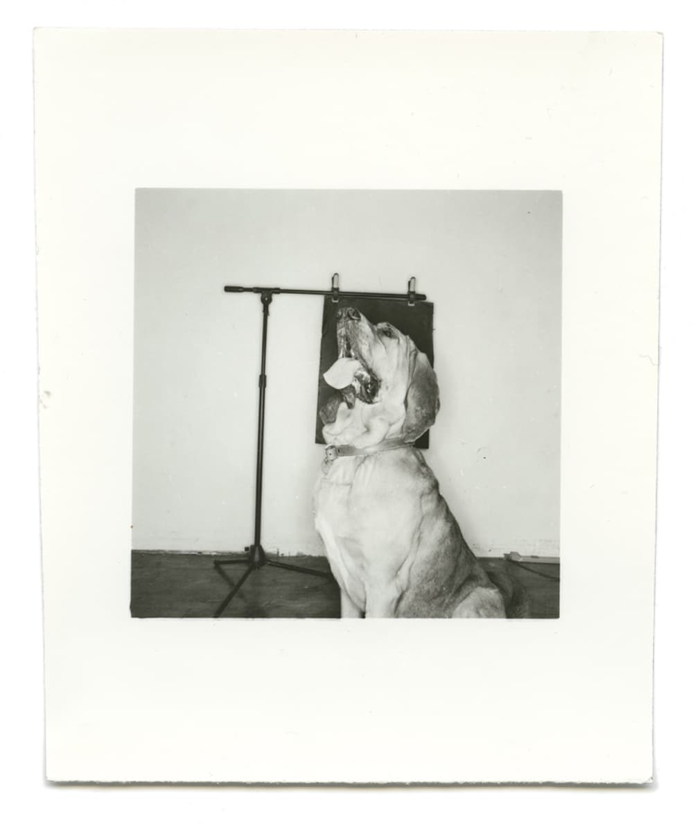 From Dogs by Mark Peckmezian