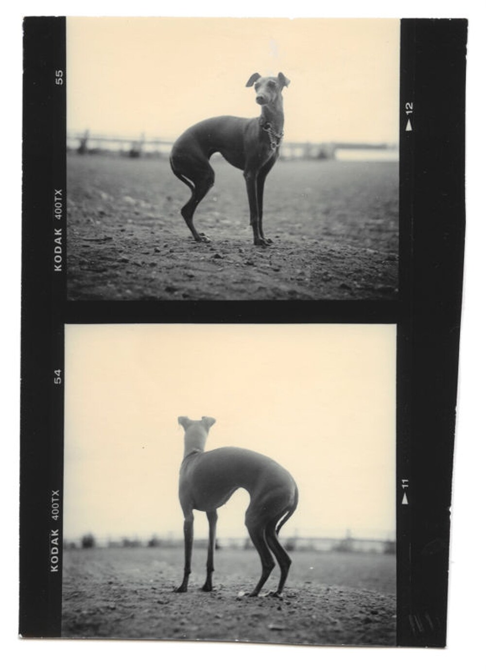 From Dogs by Mark Peckmezian