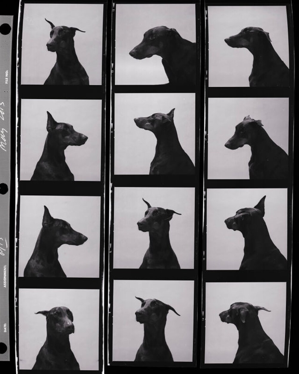 From Dogs by Mark Peckmezian