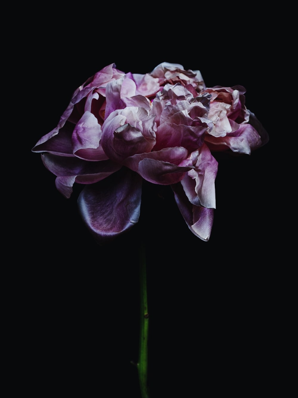 Rose-9199, 2013