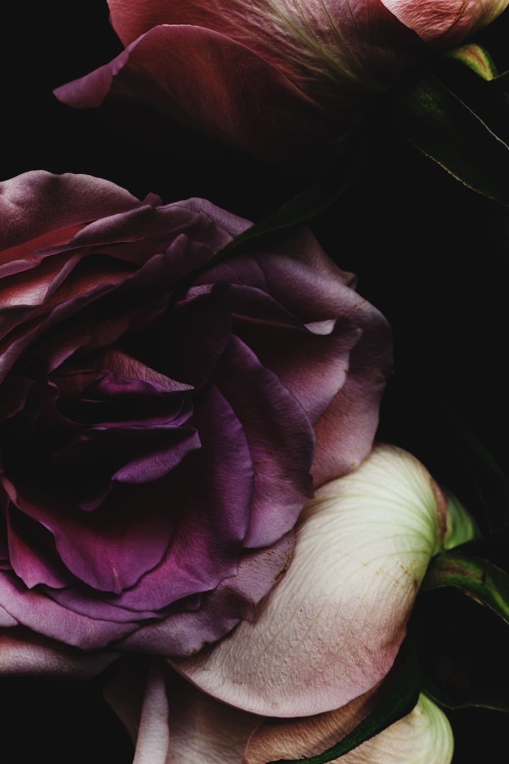 Rose-9435, 2013