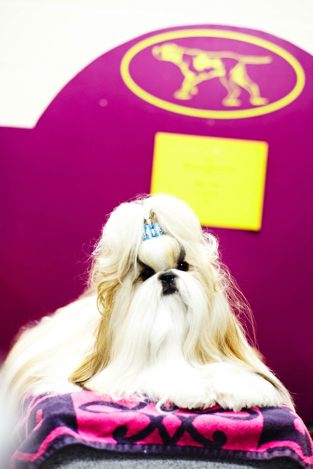 Westminster Kennel Club dog show 2014