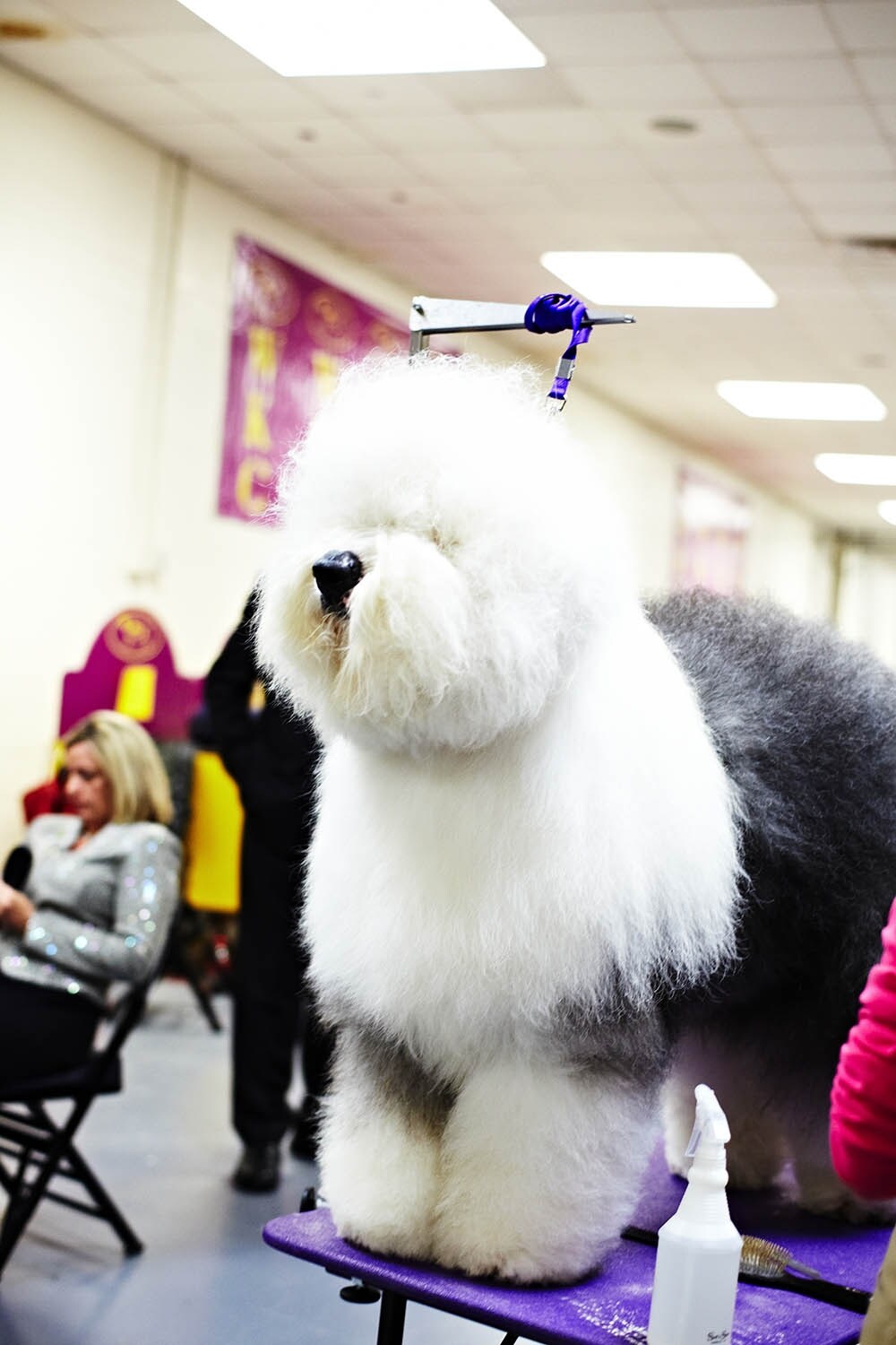 Westminster Kennel Club dog show 2014