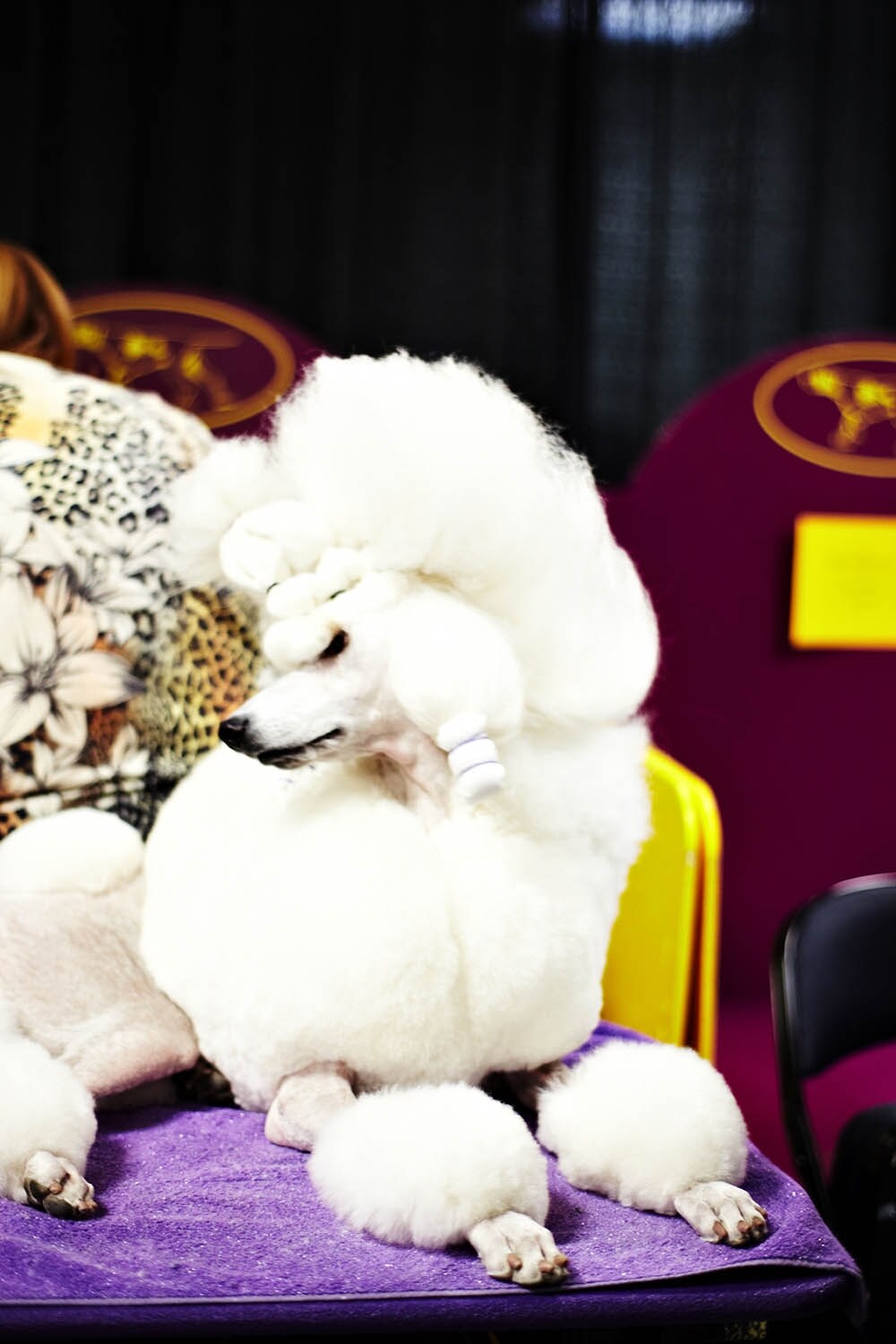 Westminster Kennel Club dog show 2014