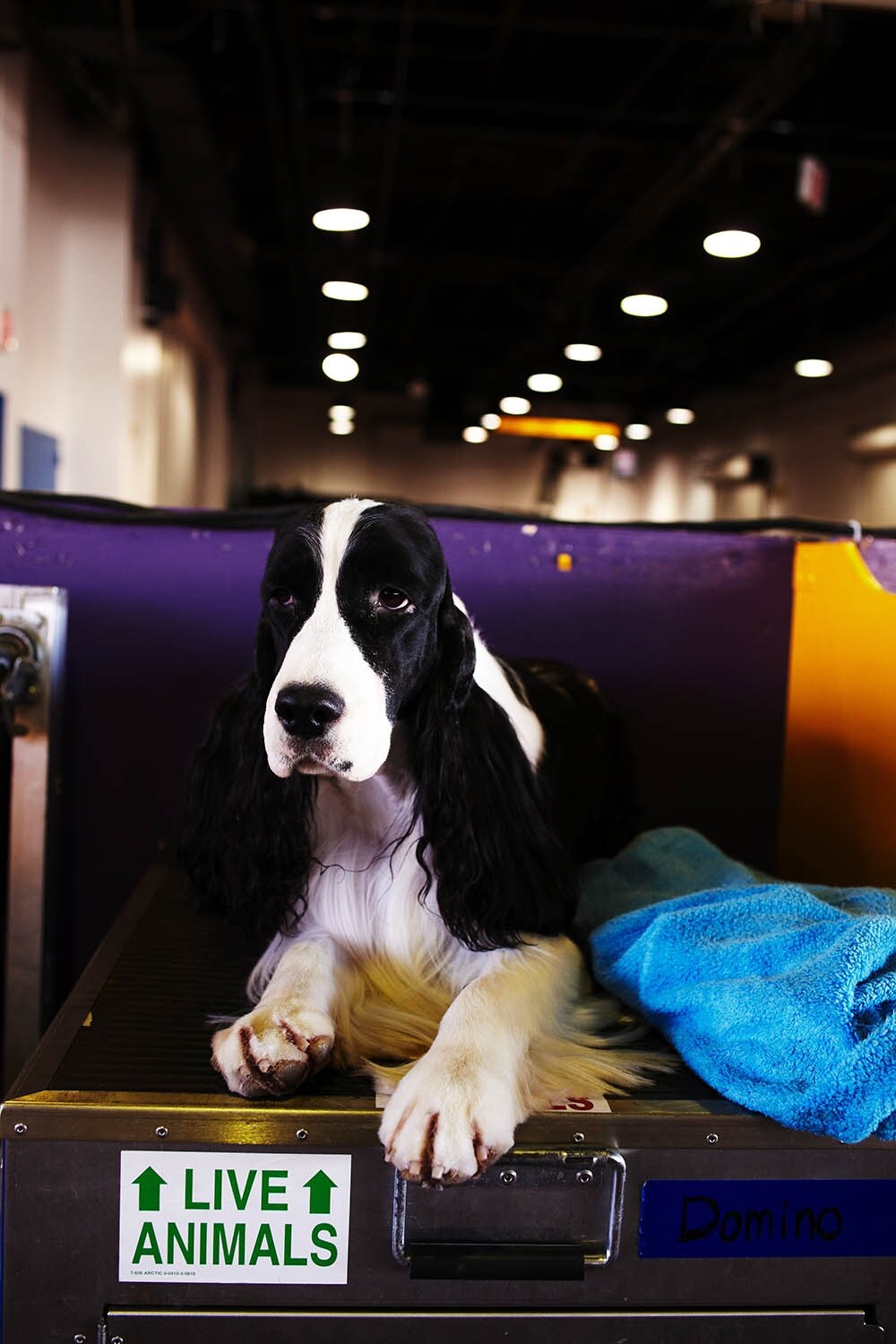 Westminster Kennel Club dog show 2014