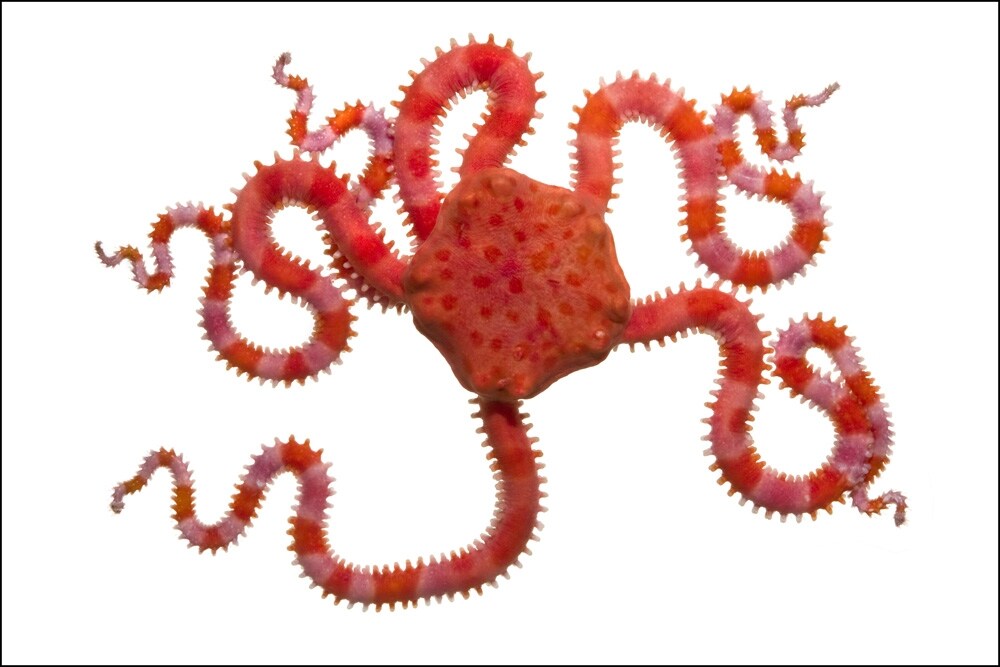 Pink Brittle Star Ophiomyxa australis