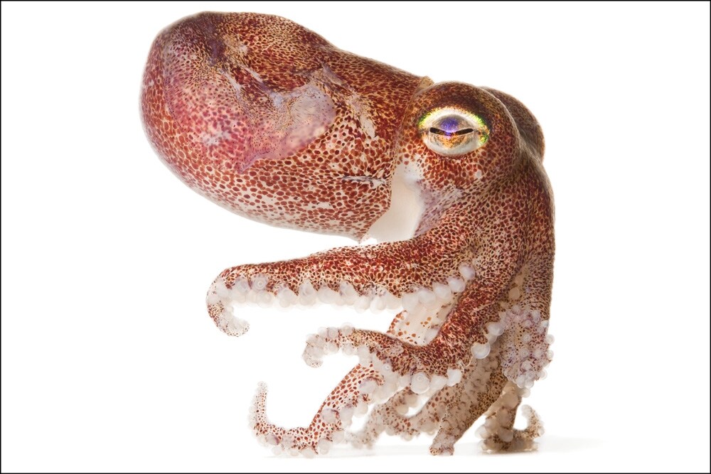 Stubby Squid Rossia pacifica