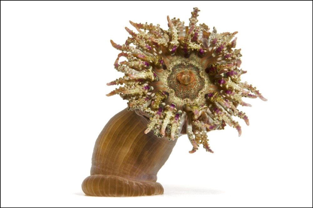 Frilled Anemone Phymanthus sp.
