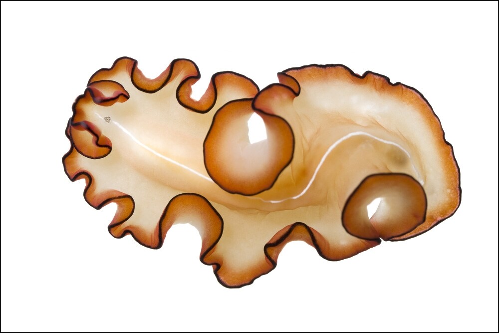 Orange-Rimmed Flatworm cf. Maiazoon orsaki
