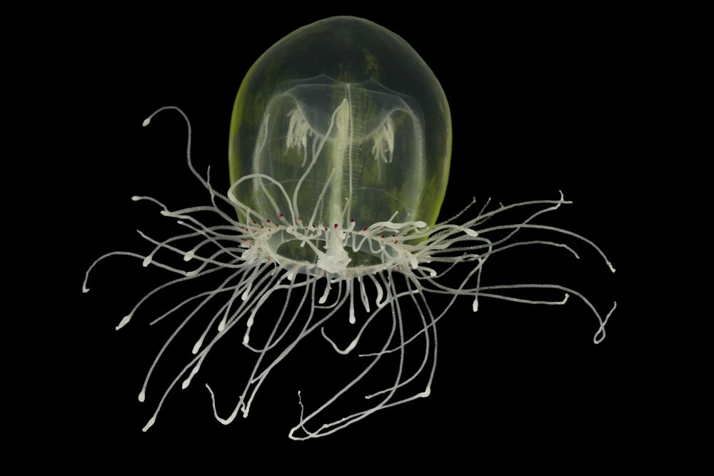 Red-Eye Medusa Polyorchis penicillatus