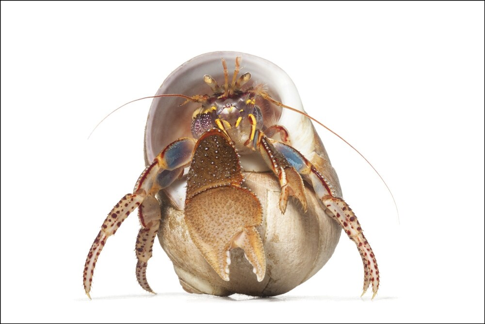 Widehand Hermit Elassochirus tenuimanus