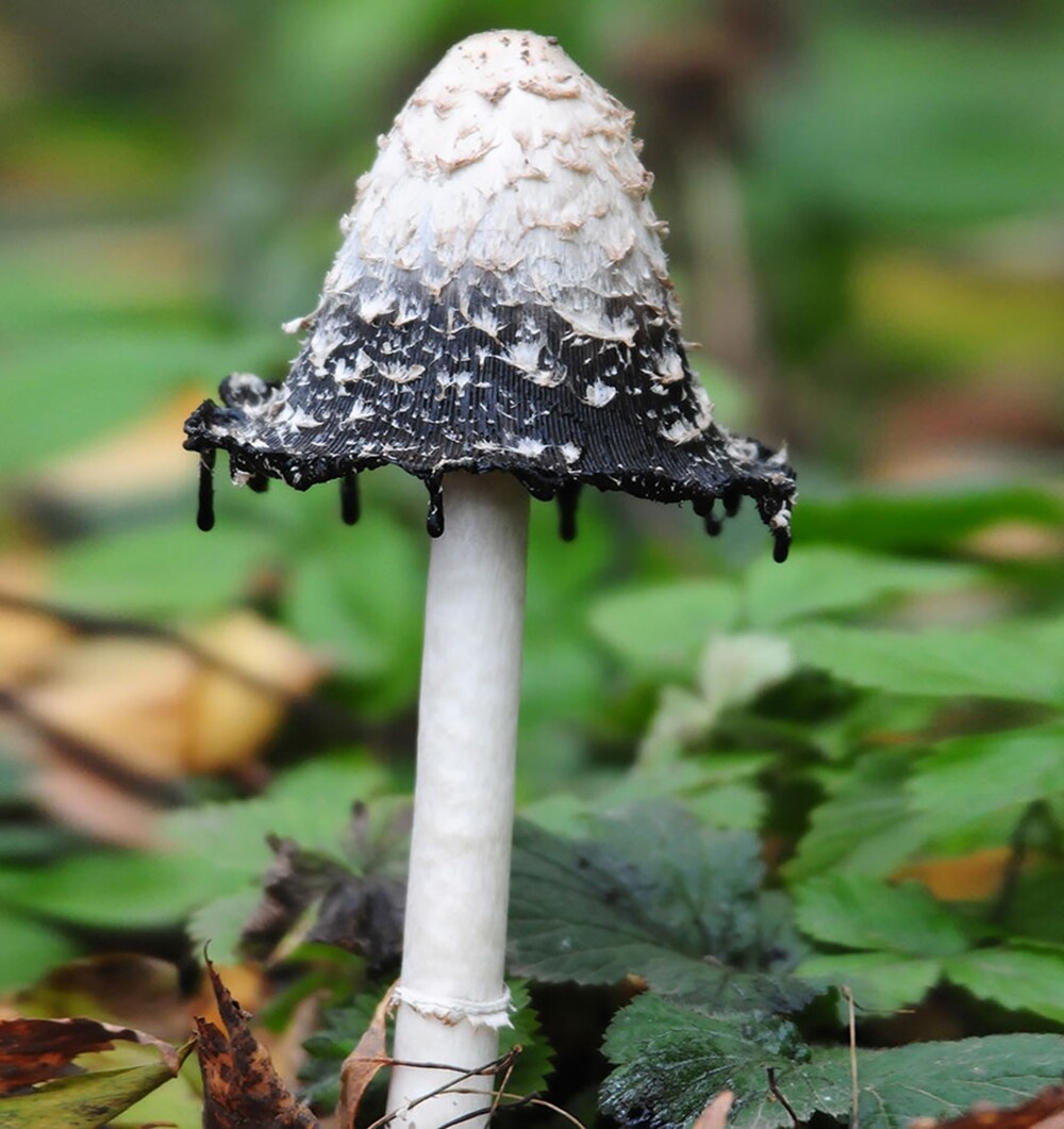 Coprinus Comatus mushroom