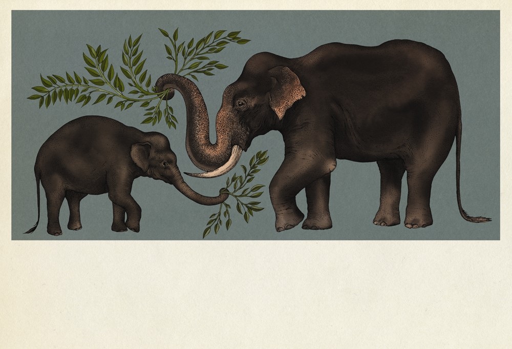 Elephants