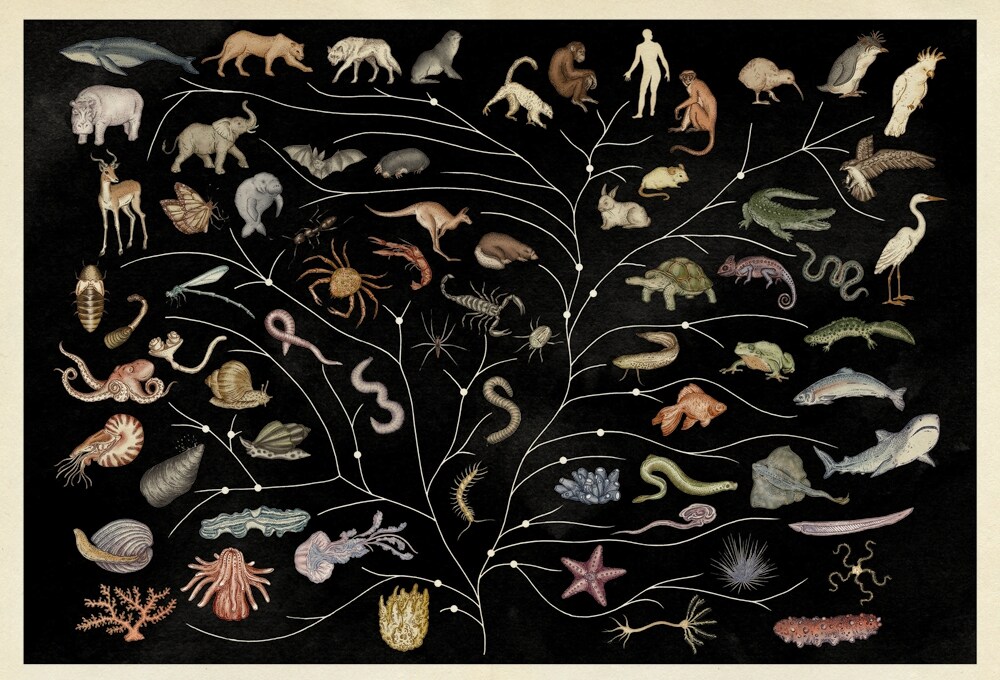 Animalium Tree