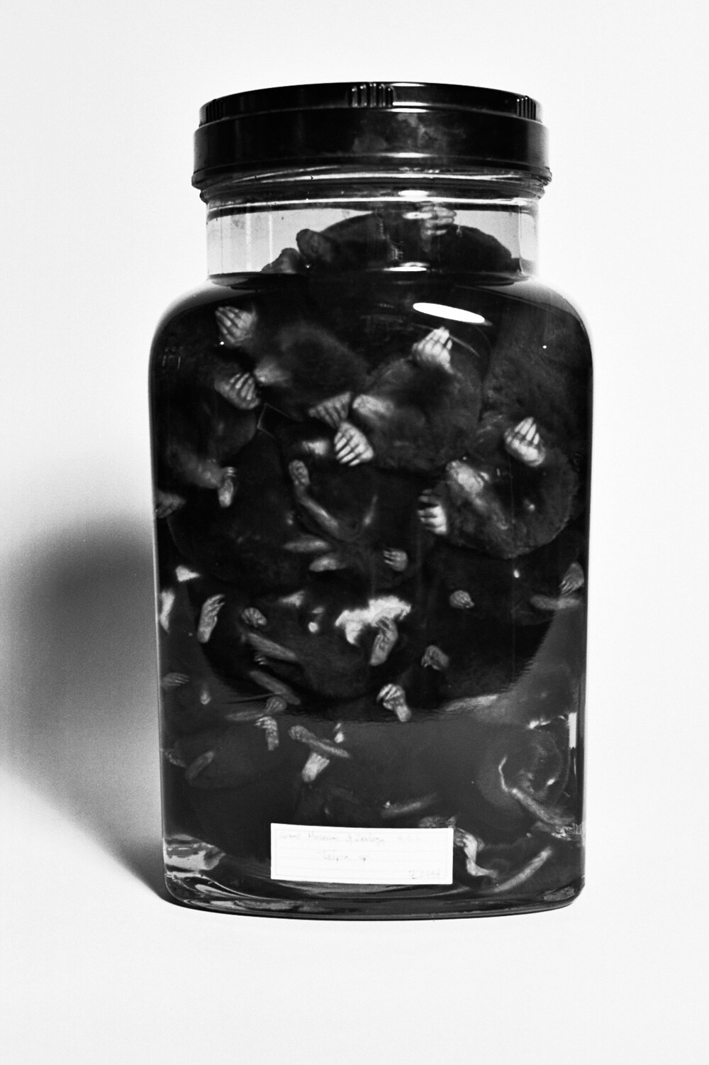 The Grant Museum of Zoology