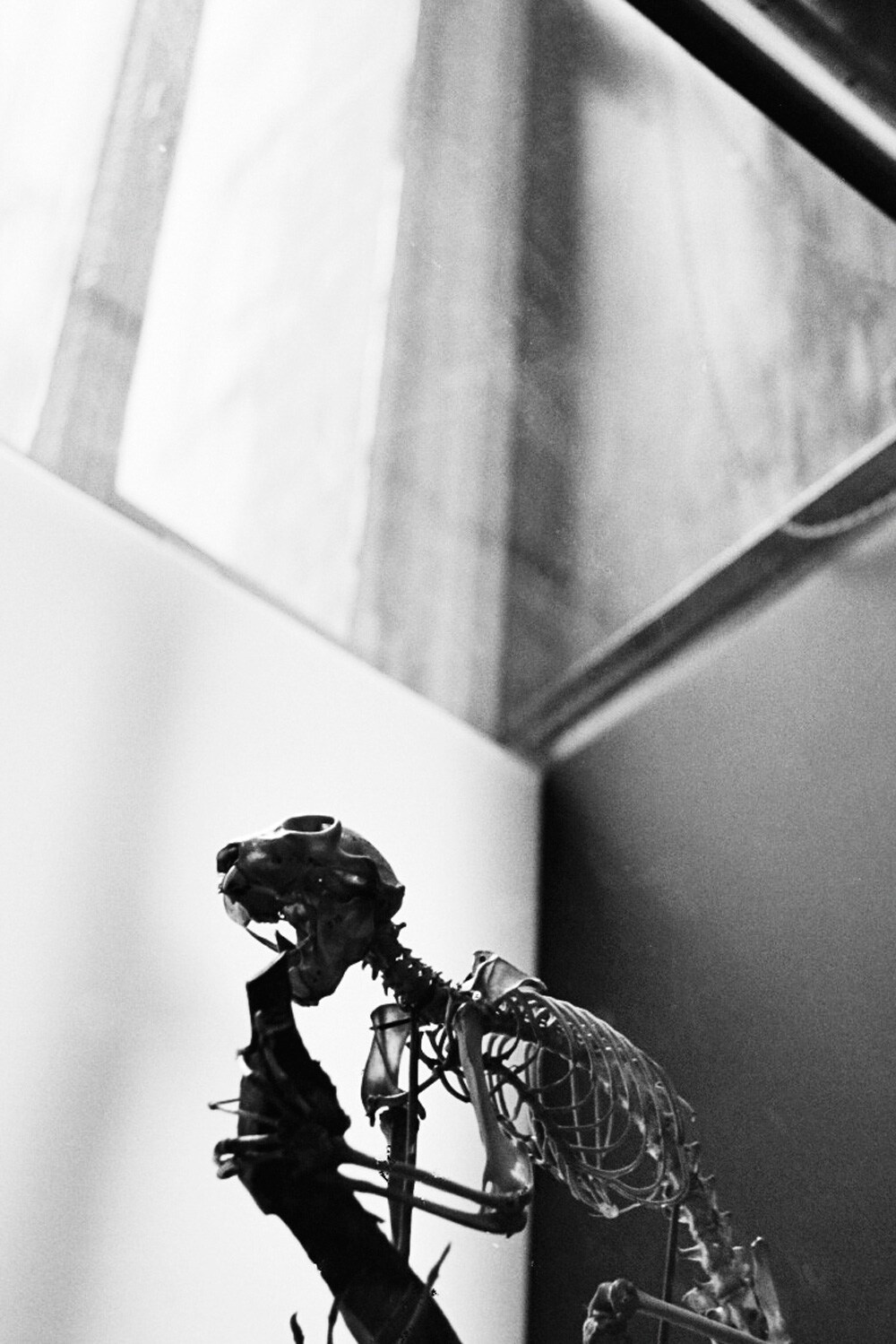 The Grant Museum of Zoology