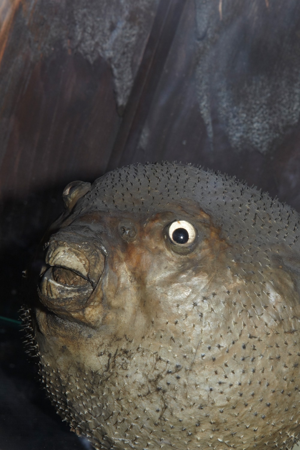 The Grant Museum of Zoology