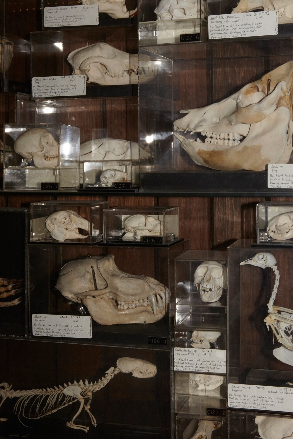 The Grant Museum of Zoology