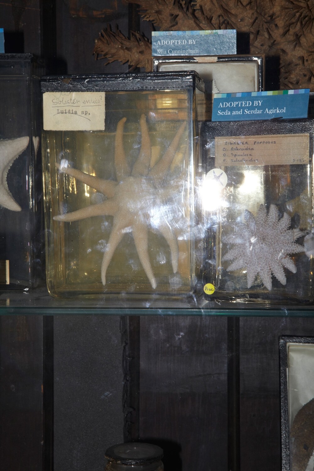 The Grant Museum of Zoology