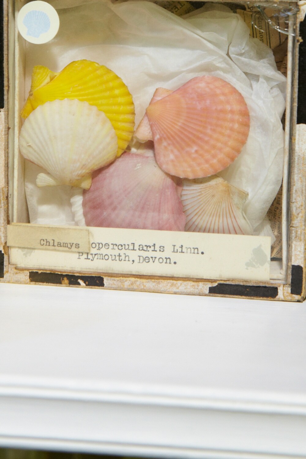 The Grant Museum of Zoology