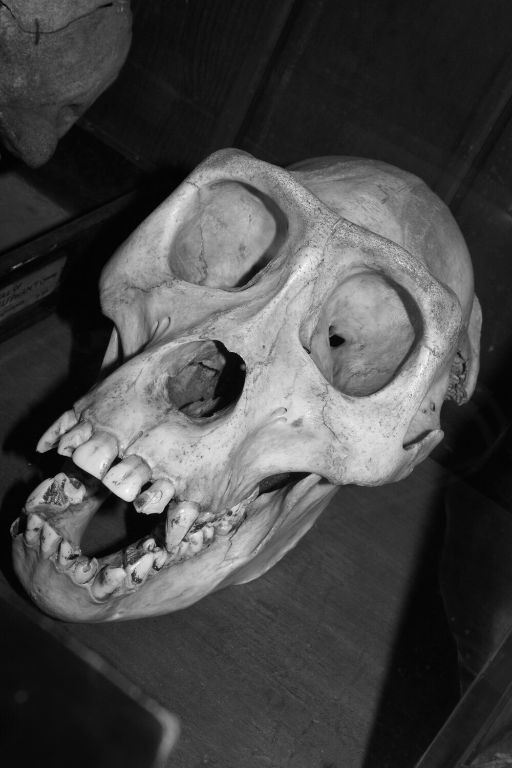 The Grant Museum of Zoology