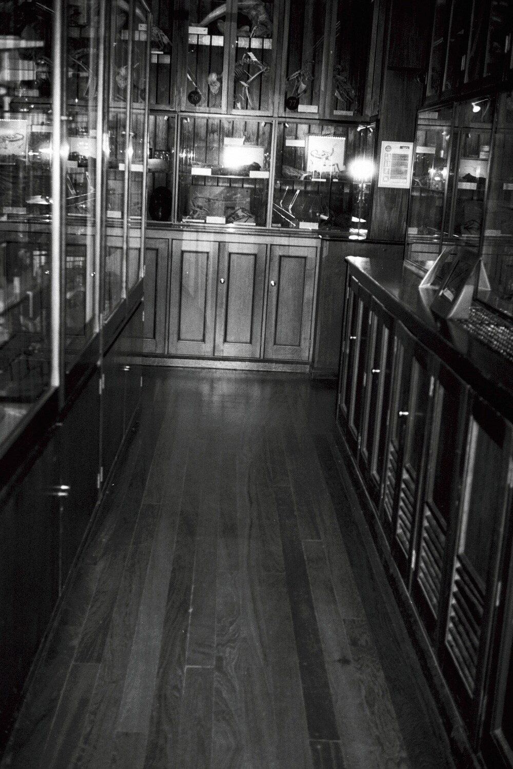 The Grant Museum of Zoology