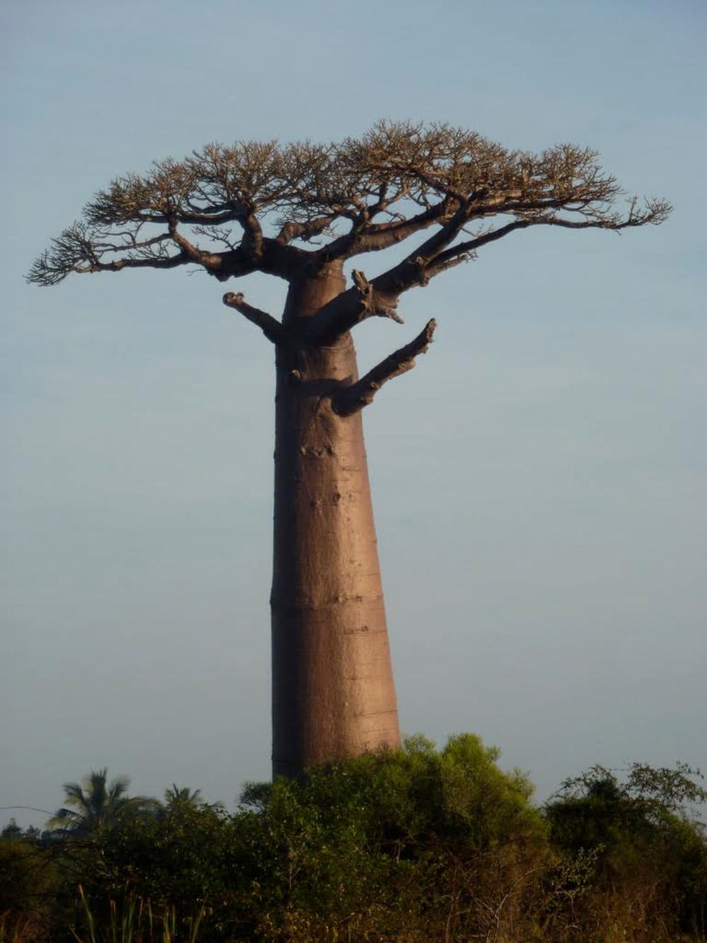 Madagascar 