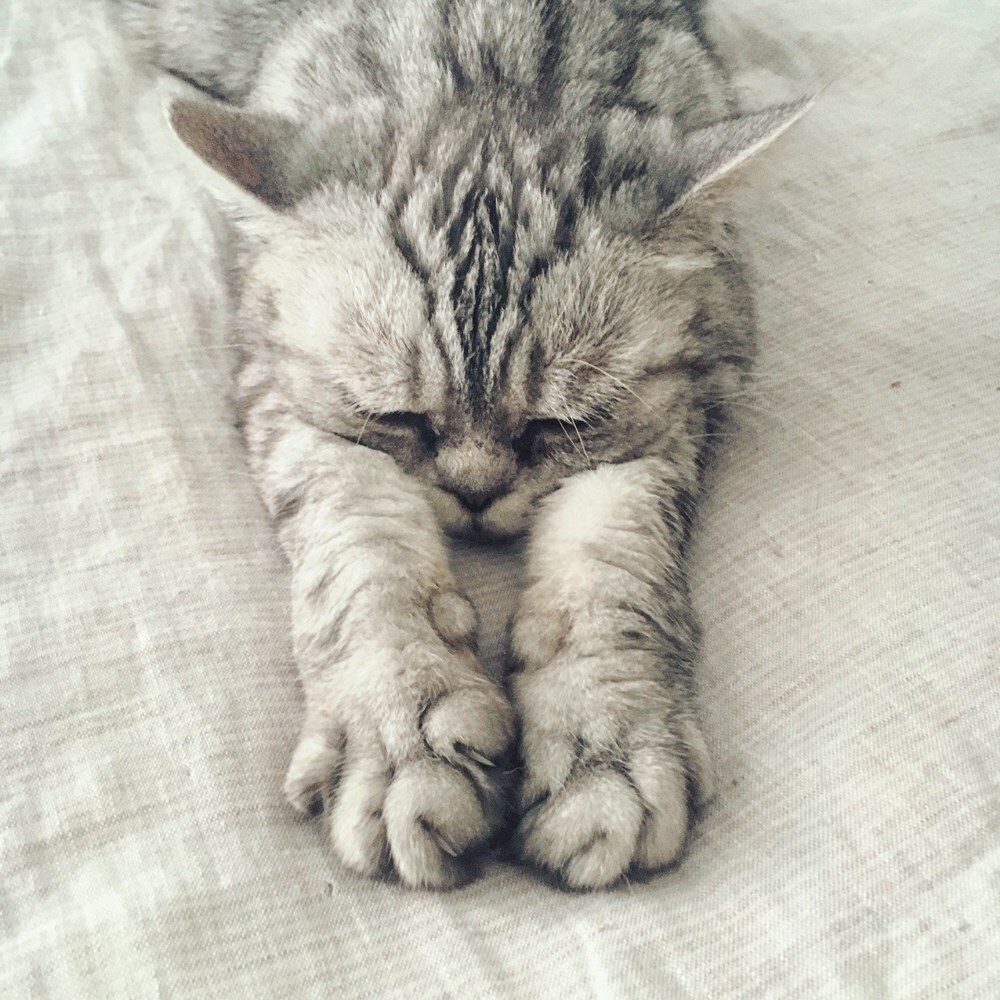 Cats