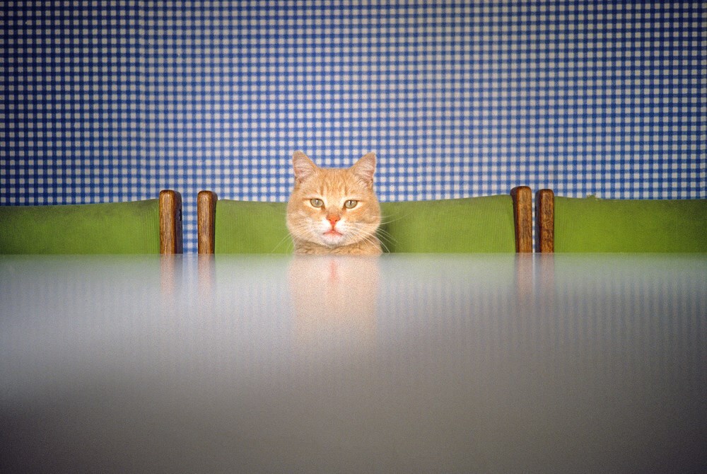 Cats