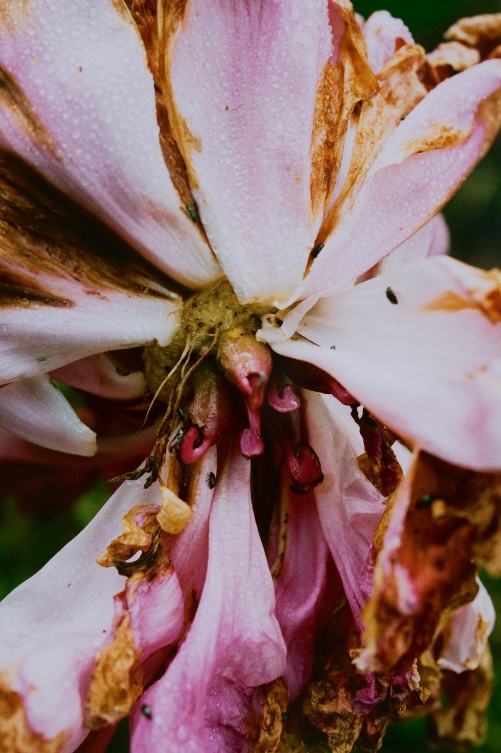 Flowers by Lina Scheynius | AnOther