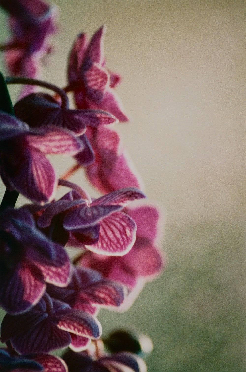 Flowers by Lina Scheynius | AnOther