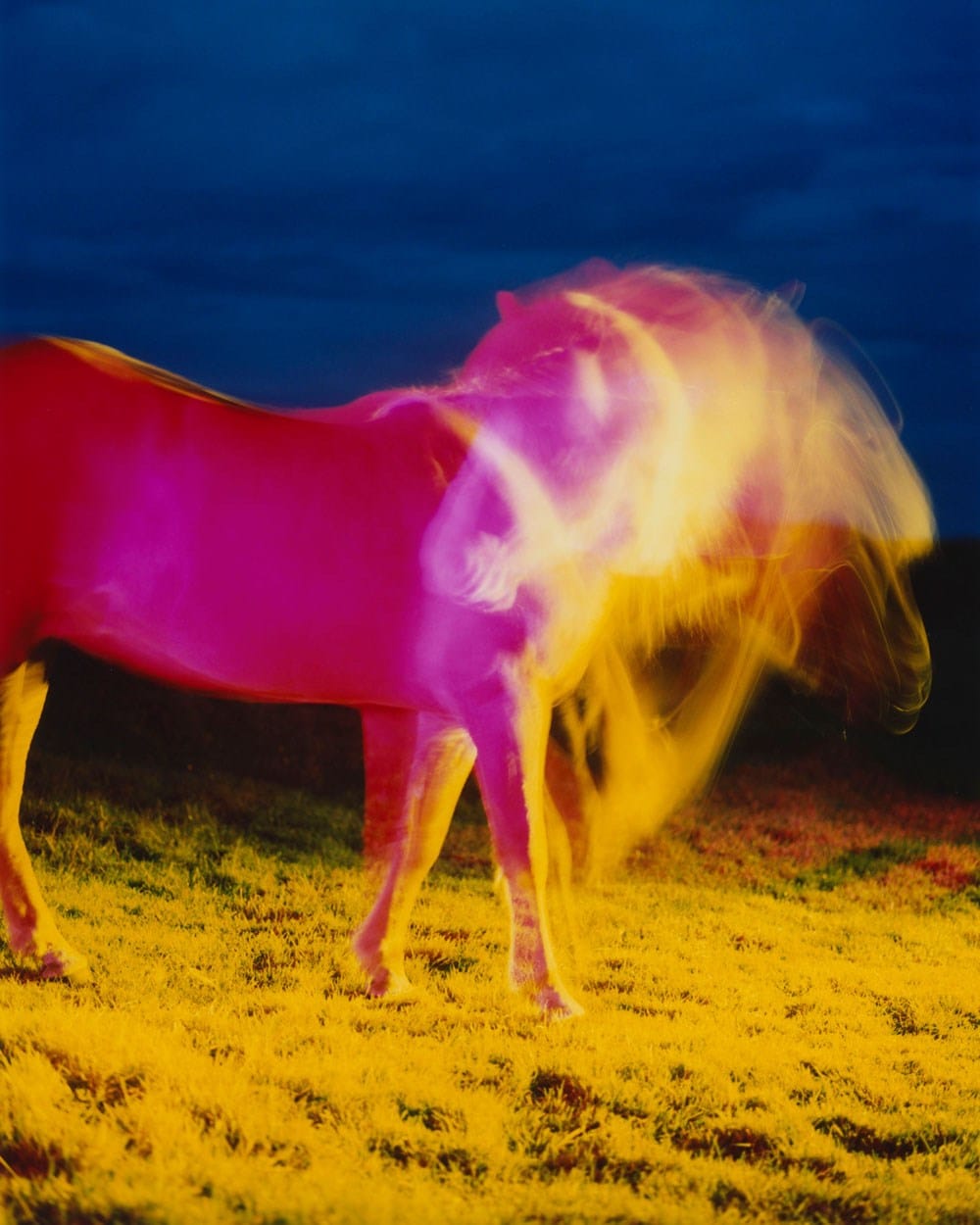 The Horses by Gareth McConnell