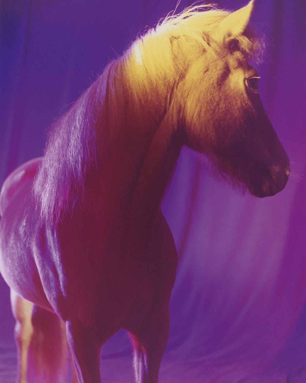 The Horses by Gareth McConnell