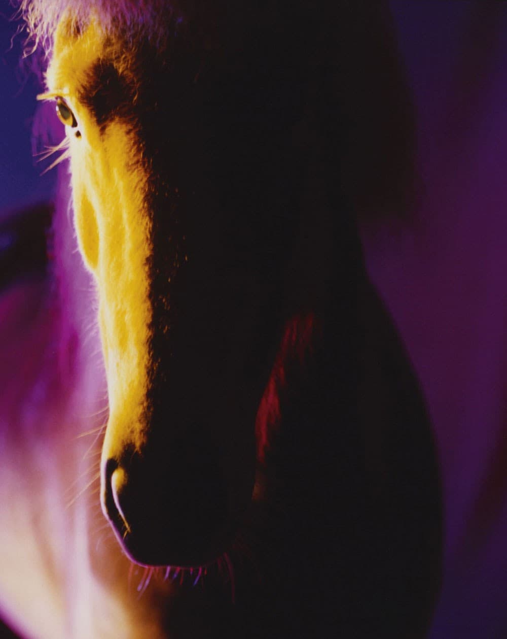 The Horses by Gareth McConnell