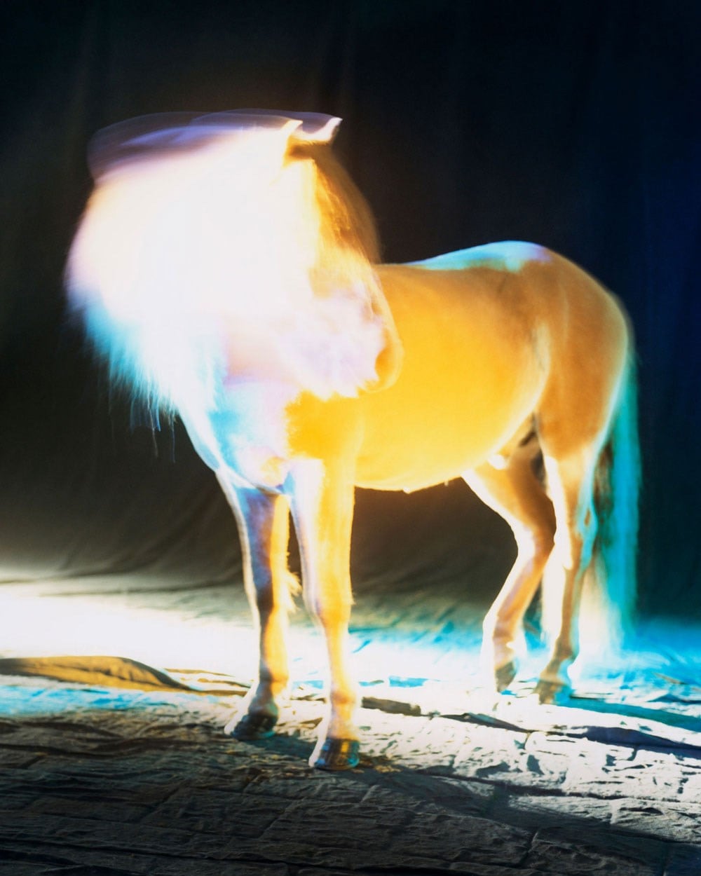 The Horses by Gareth McConnell
