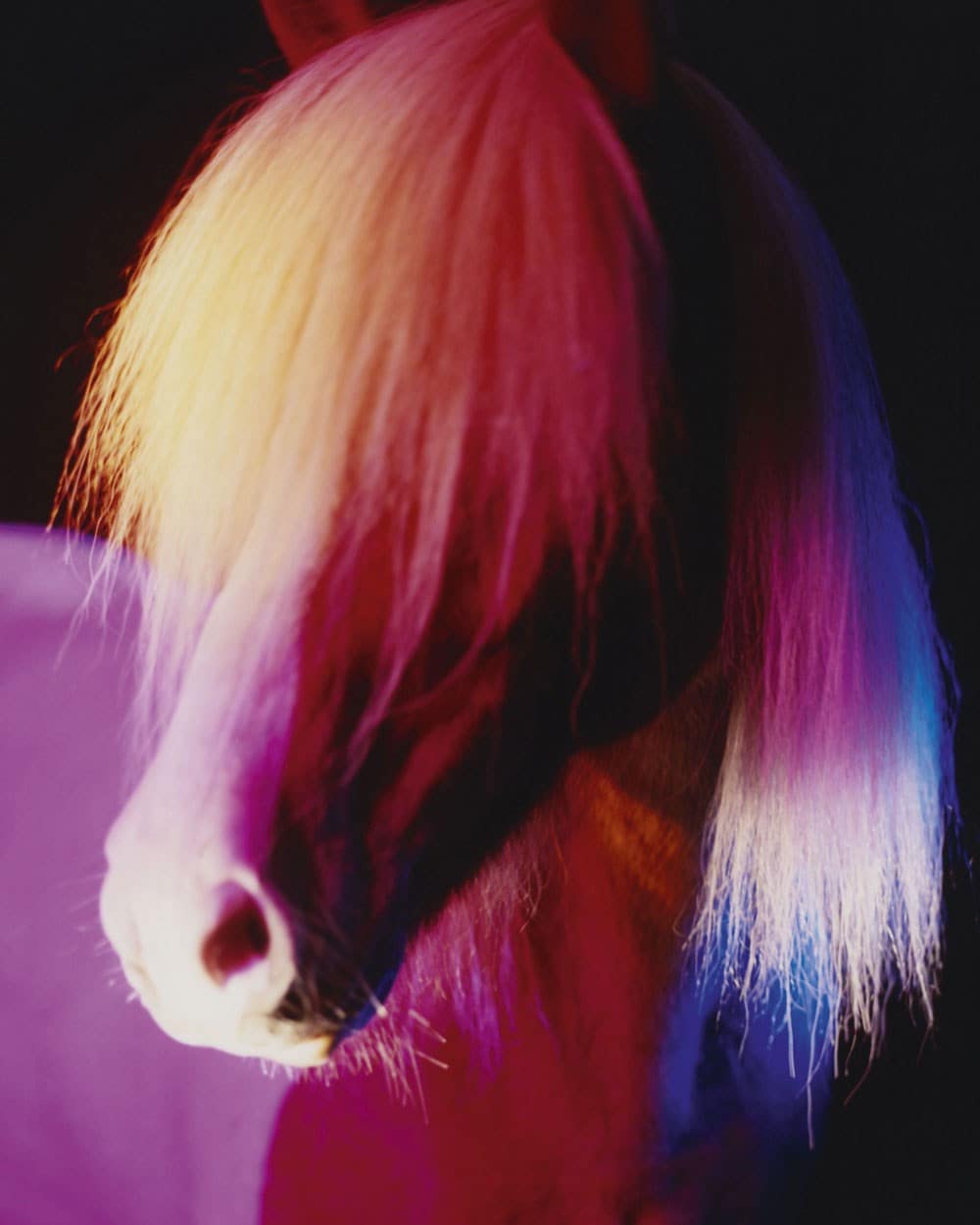 The Horses by Gareth McConnell