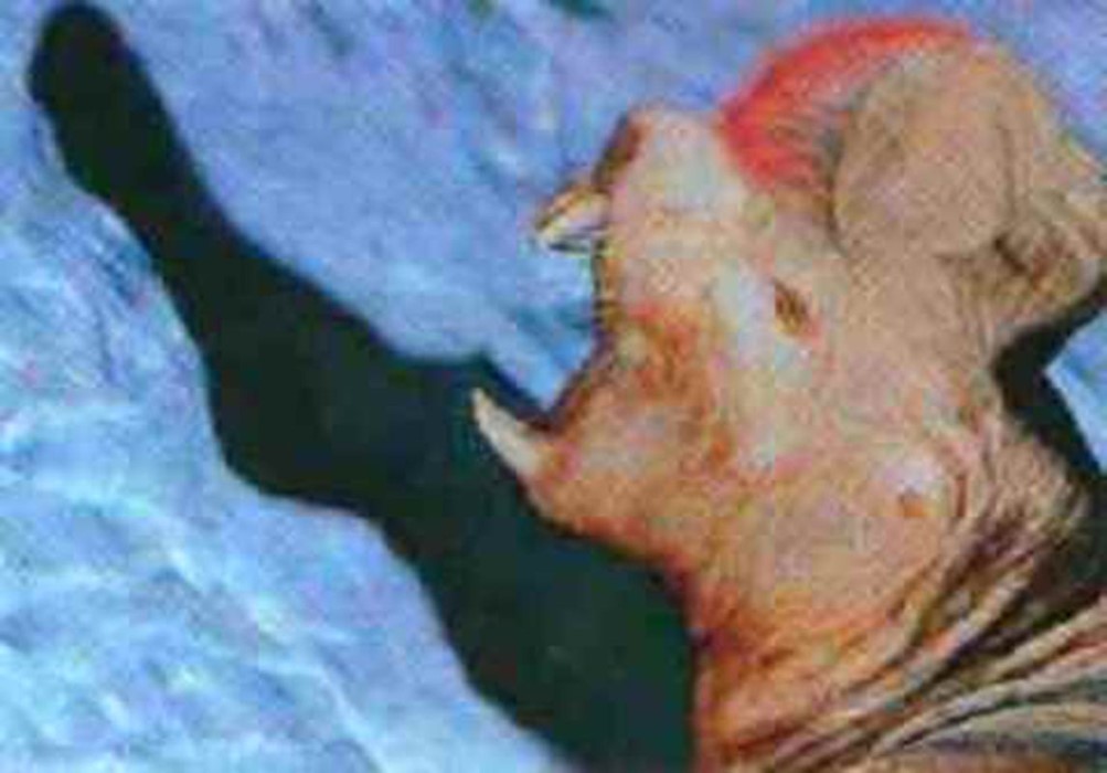 Hotheaded Naked Ice-Borer