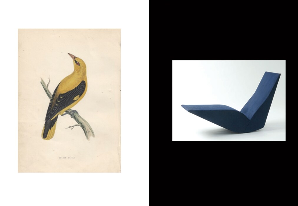 (L) Golden Oriole coloured engraving by Alexander Francis Ly
