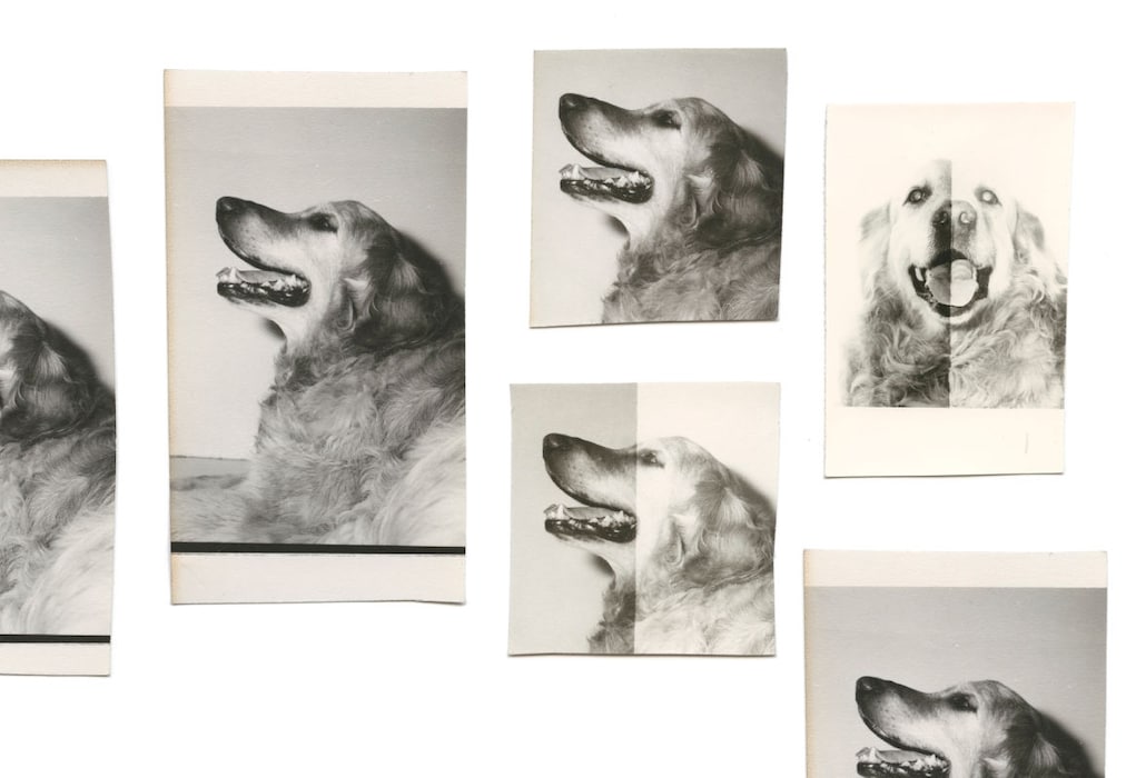 From Dogs by Mark Peckmezian