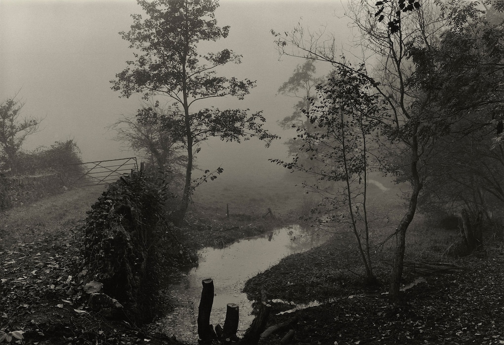 Woods near My House, Somerset, c.1991