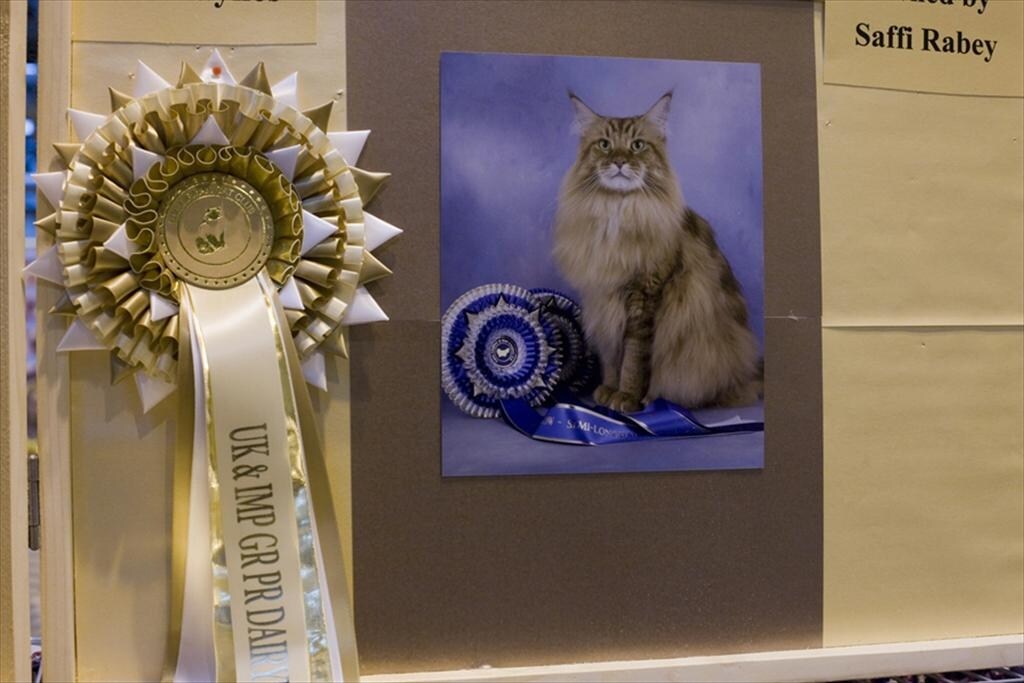 Dairymaine Sarnia Cherie, a Maine Coon at Supreme 2011