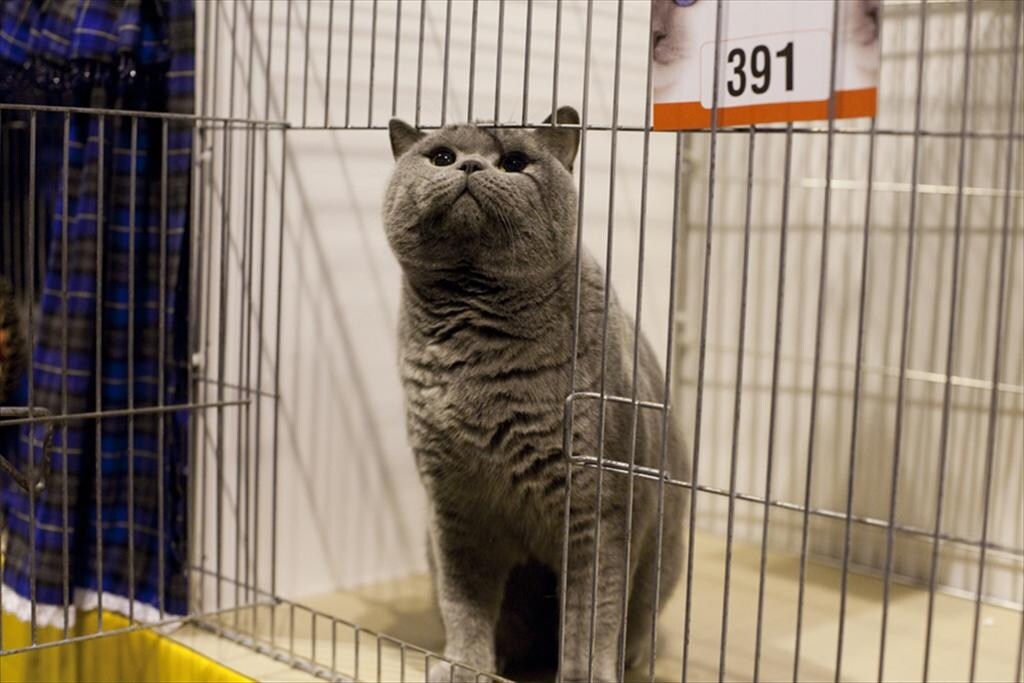 Kolinga Dylan, a British Blue at Supreme 2011