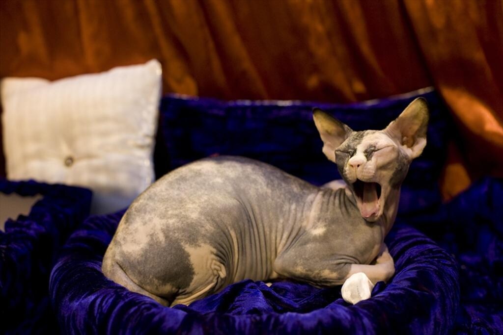 Onaturel Ladygaga, a Sphynx at Supreme 2011