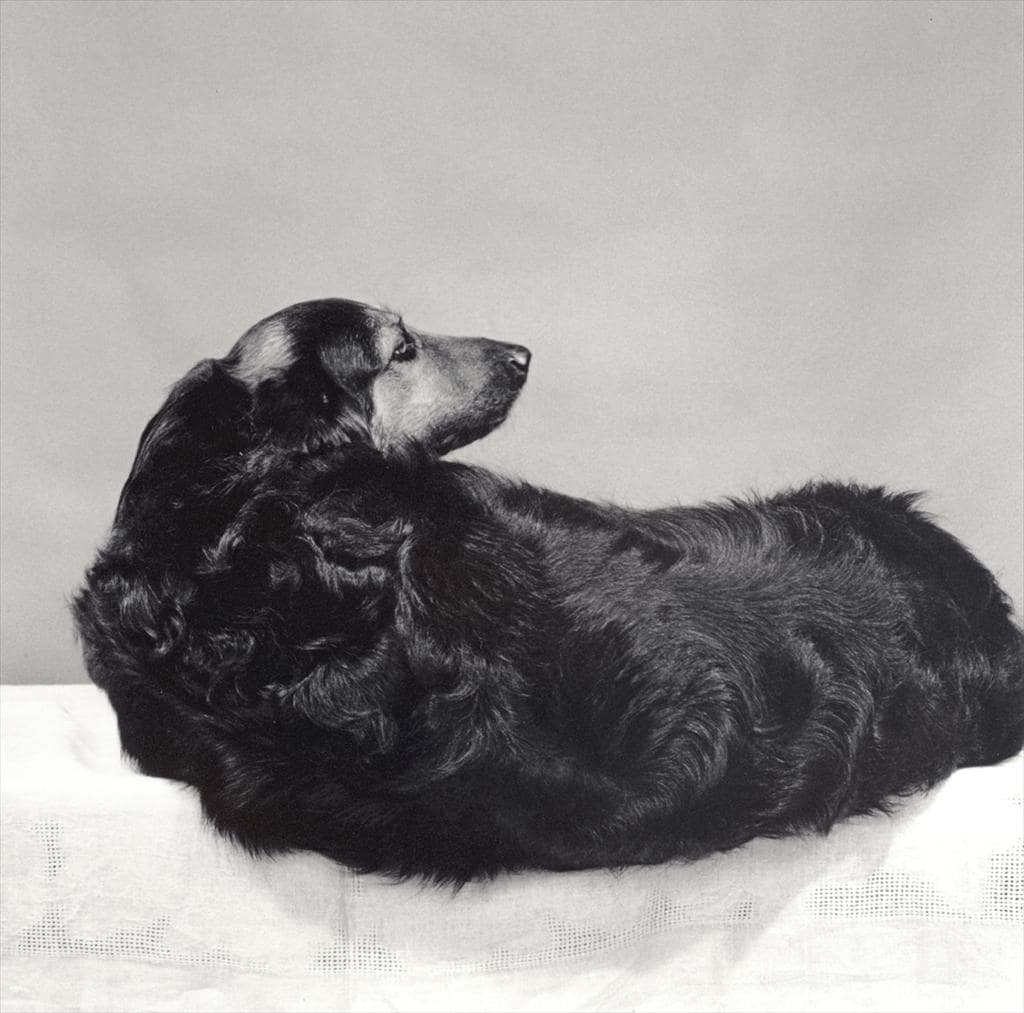 Robert Mapplethorpe, Muffin, 1981