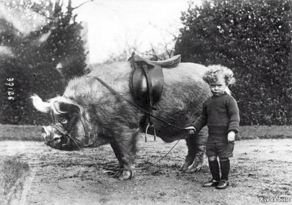 Pig rider, c. 1930s