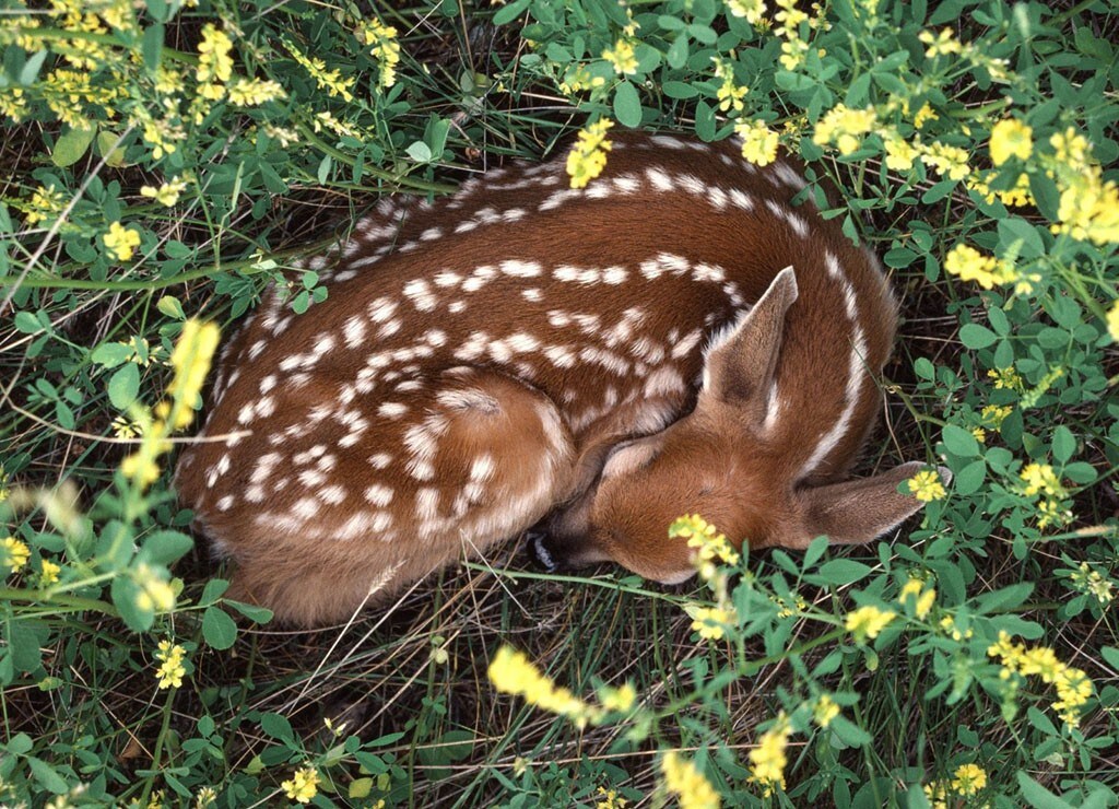 A fawn