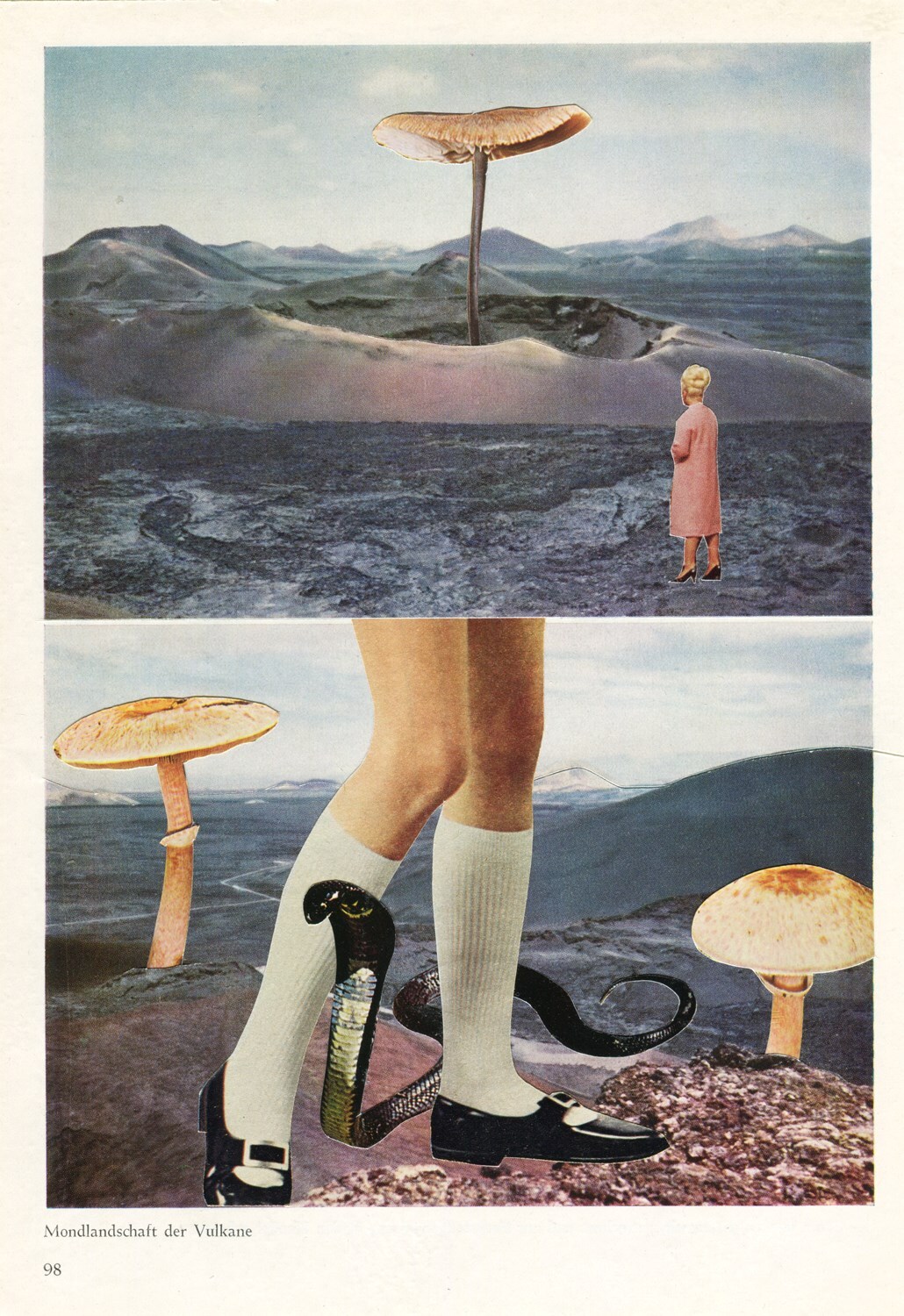 Crater Mushroom 2019