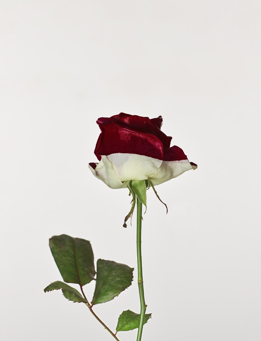 Chanel Beauty for AnOther Magazine Spring/Summer 2026